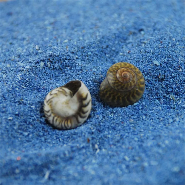 Mottled black mini conch10