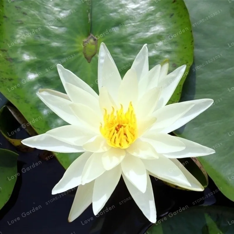 5 шт. Nymphaea Лотос бонсай Nymphaea Caerulea азиатская водяная Лилия подушка цветок пруд бонсай украшения сада завод - Цвет: 3