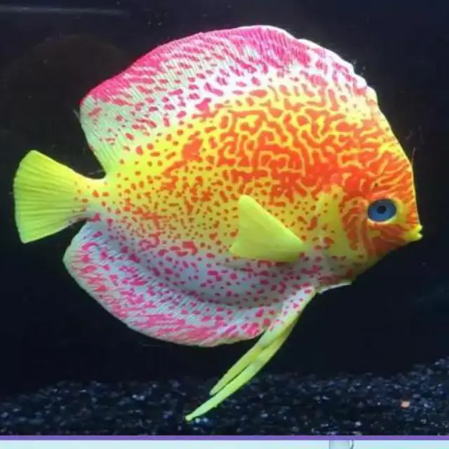 1pcs silicone aquarium artificial