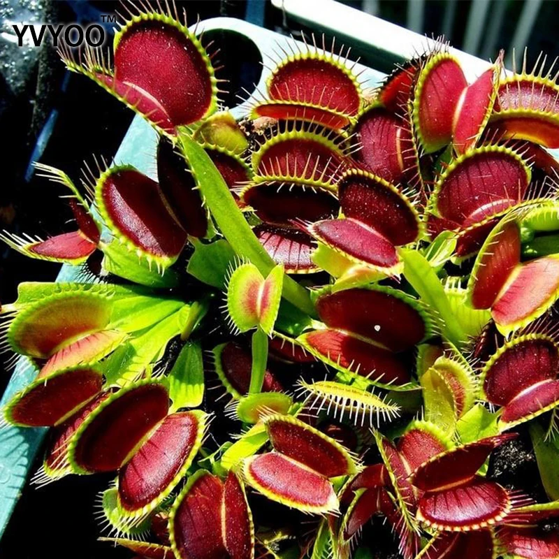 

New Arrival Home Garden 100pcs plants Venus Fly Trap Dionaea Muscipula Carnivorous Plant plants Free Shipping Diy Plant Semente