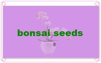bonsai