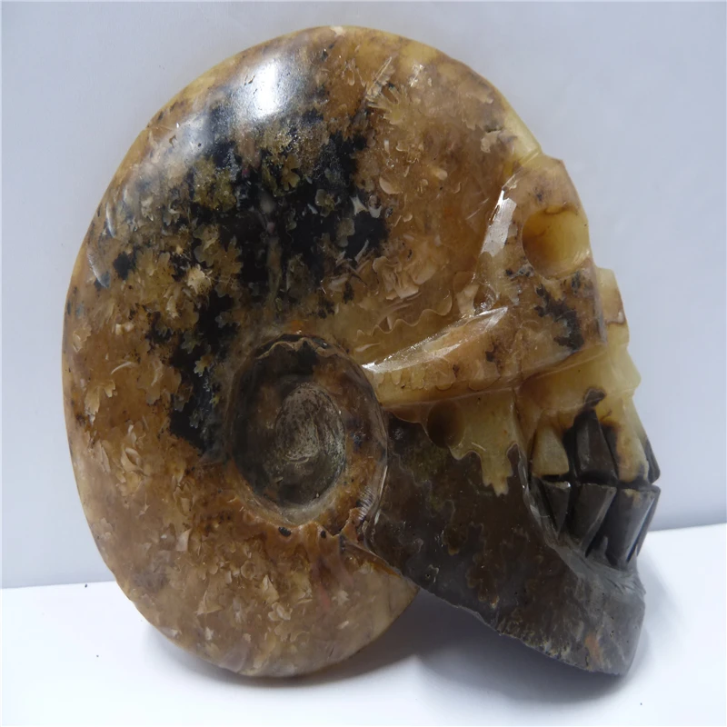 

NATURAL Conch fossil Crystal carved skull HEALING T493