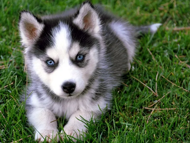 cute siberian husky puppy
