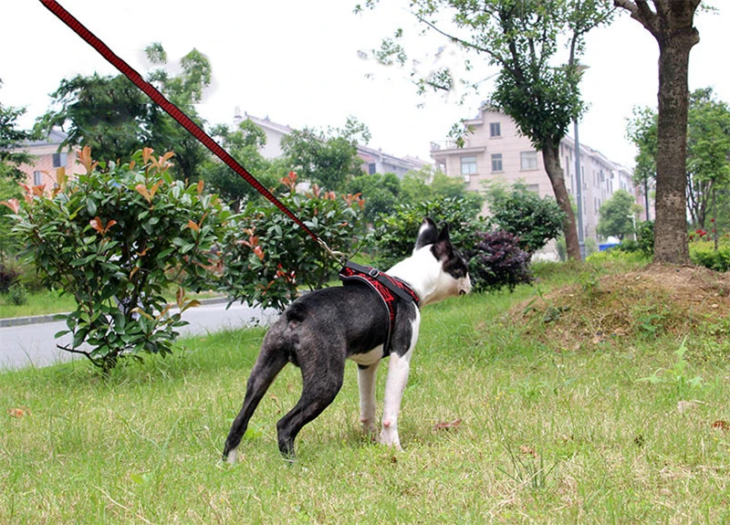 bulldog harness