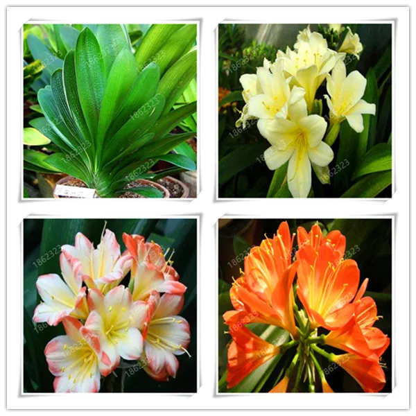 

Hot 100 Pcs Colorful Clivia Miniata Bonsai, Indoor Gorgeous Bonsai Bush Lily Flower Plant,Home Garden With High Ornamen