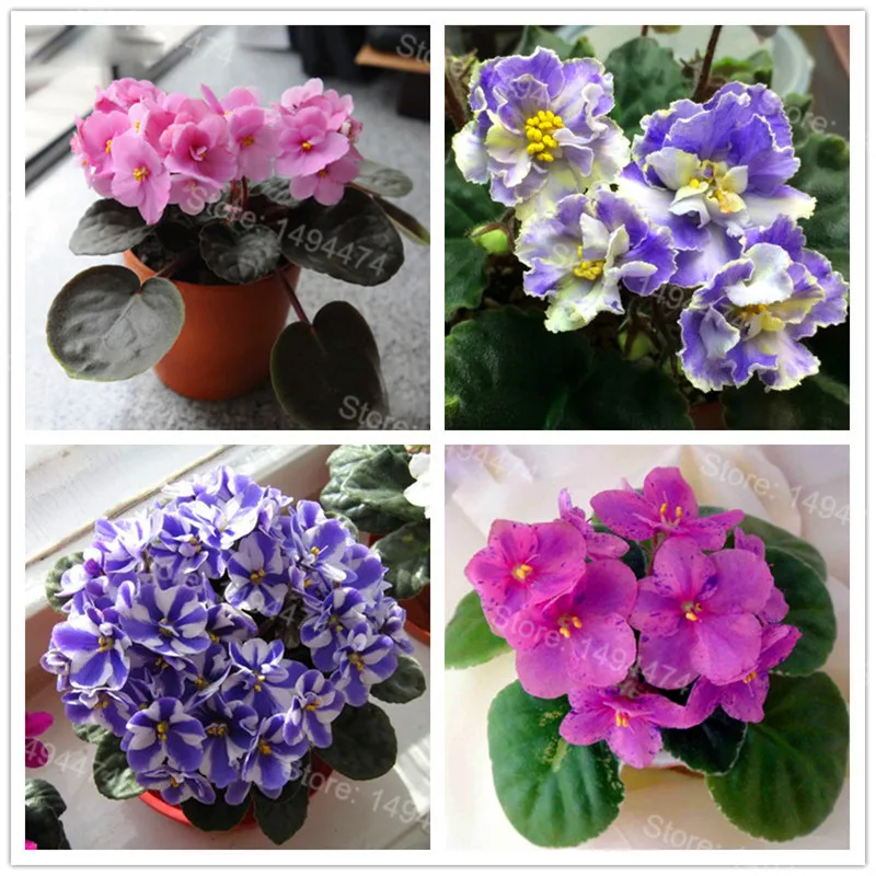 50 Plantas african violet Flores Mixed colors Flower Bonsai Saintpaulia Ionantha Garden bonsai Plant pot Perennial Herb Planten