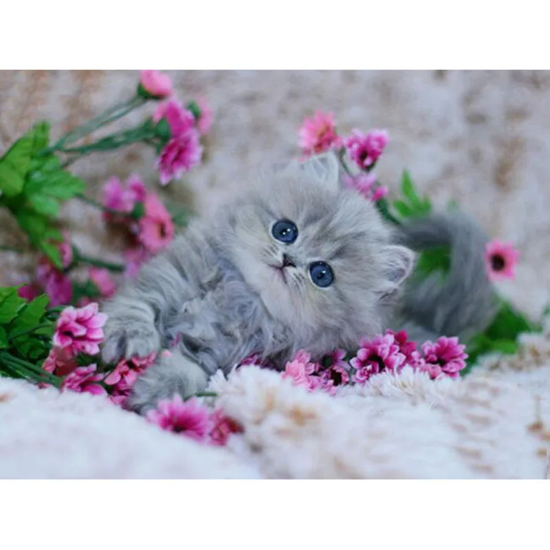 5d diy круглая/квадратная Вышивка крестом Алмазная котенок играть цветок картина