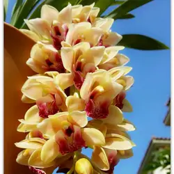 100 шт. Cymbidium Maxillaria Goeringii благородный Орхидея бонсай многолетний травы цветок земли чудо бонсай цветок