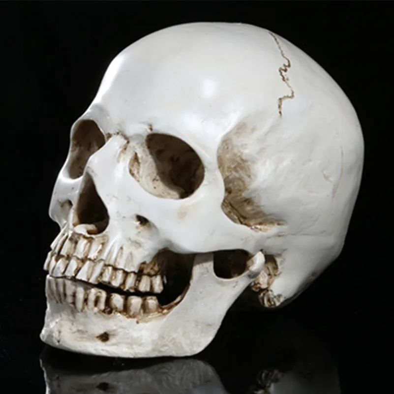 Medical Teaching Skull Separable Skeleton Head Resin Simulation