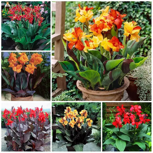 20pcs Dwarf Bonsai Canna Lily Outdoor Tropical Bronze Scarlet Foliage Perennial Potted plants