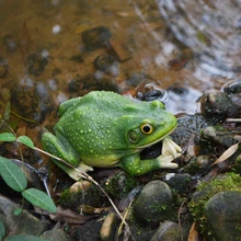 Frog outdoors Garden garden Ponds and artificial hills create scenes Decorative furnishings Factory direct sale ponds 50g