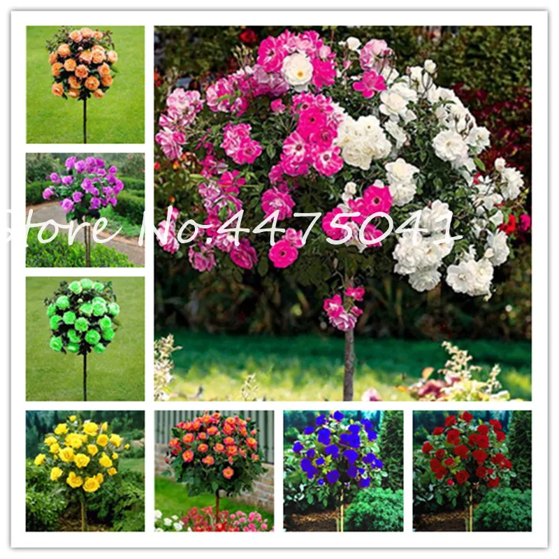 50 Pcs Indoor Rare Rose Tree Bonsai Diy Home Garden Potted ...