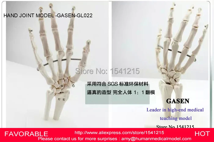 

HAND JOINT SKELETON MODEL HUMAN SKELETON MODEL VOLA PALM SKELETON MODEL,ARTICULATED HUMAN SKELETON HAND JOINT MODEL-GASEN-GL022