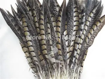 

50pcs/lot Ringneck Pheasant Tail Feathers 20-25cm/8-10inch real natural pheasant tail sword feathers plumage craft feathers