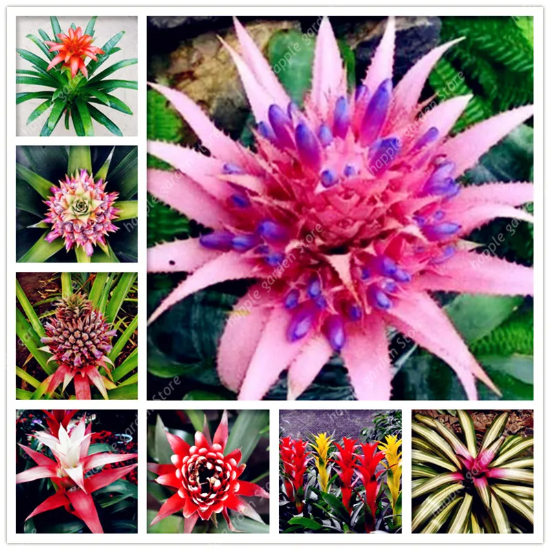 

100 Pcs Rare Ornamental Bromeliad bonsai Vegetable and Fruit Garden Succulent Plants Natural growth for Home Garden Plant