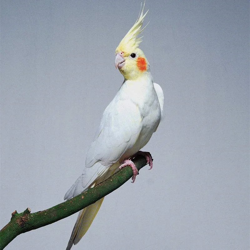 Cockatiels Gingerain одежда с птицами попугай одежда Медведь ручной работы на заказ одежда с птицами с капюшоном свитер медведь - Цвет: Cockatiels