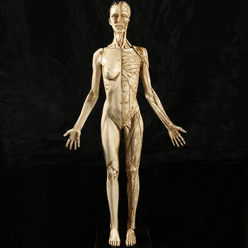 

medical Muscle Human Anatomy Study teaching Skull specimen Resin Crafts Halloween Decorations Furnishings Exhibition Model