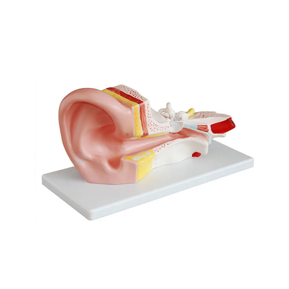 

Human Ear Anatomy Model 3X Enlarged Ear Model Auditory System Model ENT Human Model