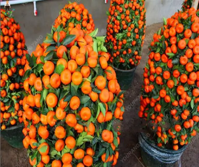 Aliexpress.com : Buy New 50pcs Bonsai Orange Fruit Climbing Plants ...