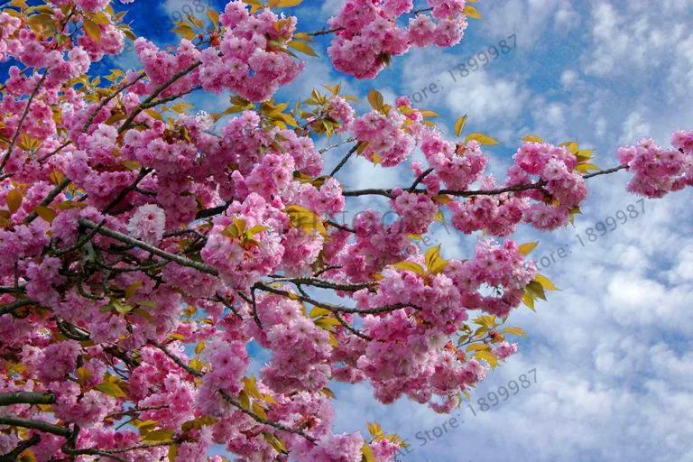 

Promotion!15 pcs japanese sakura Plantas oriental cherry blossom floresling Bonsai plants for home & garden,#IG2XFR