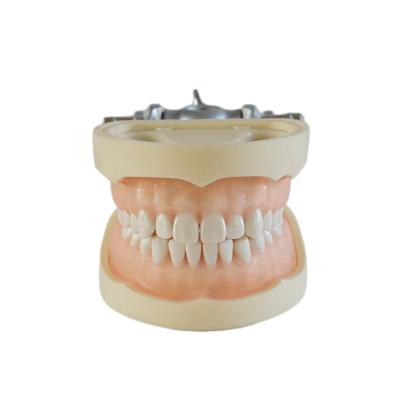 

Dental Study Model Standard Dentition Teeth Model with 28 teeth with DP Articulator Soft Gum