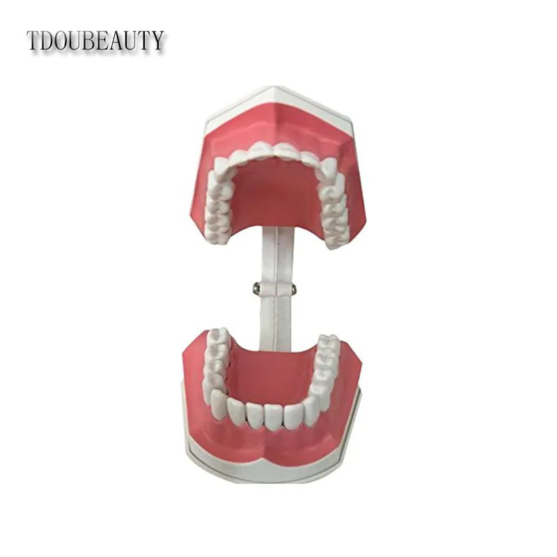 TDOUBEAUTY взрослая Стоматологическая модель зубов и зубная щетка со съемными высококачественными зубами обучающая модель