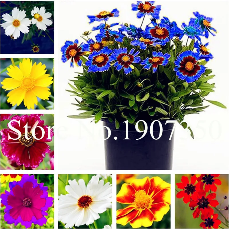 

New Charming Rainbow Coreopsis Flower Bonsai 100 pcs Rare Potted Cosmos Chrysanthemum Home Garden Flowers Beautiful Your Garden