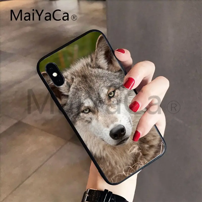 Wolf on Snow (6)