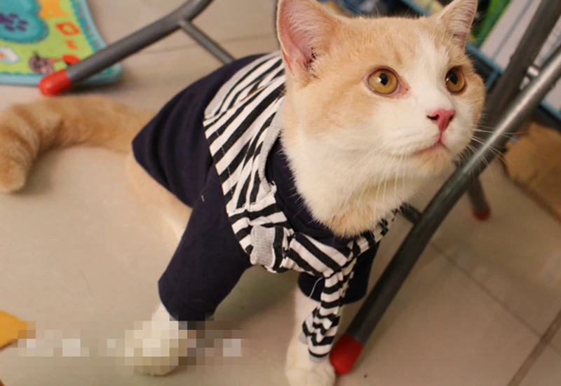 TB2Y4rQiYsTMeJjSsziXXcdwXXa_!!644643043