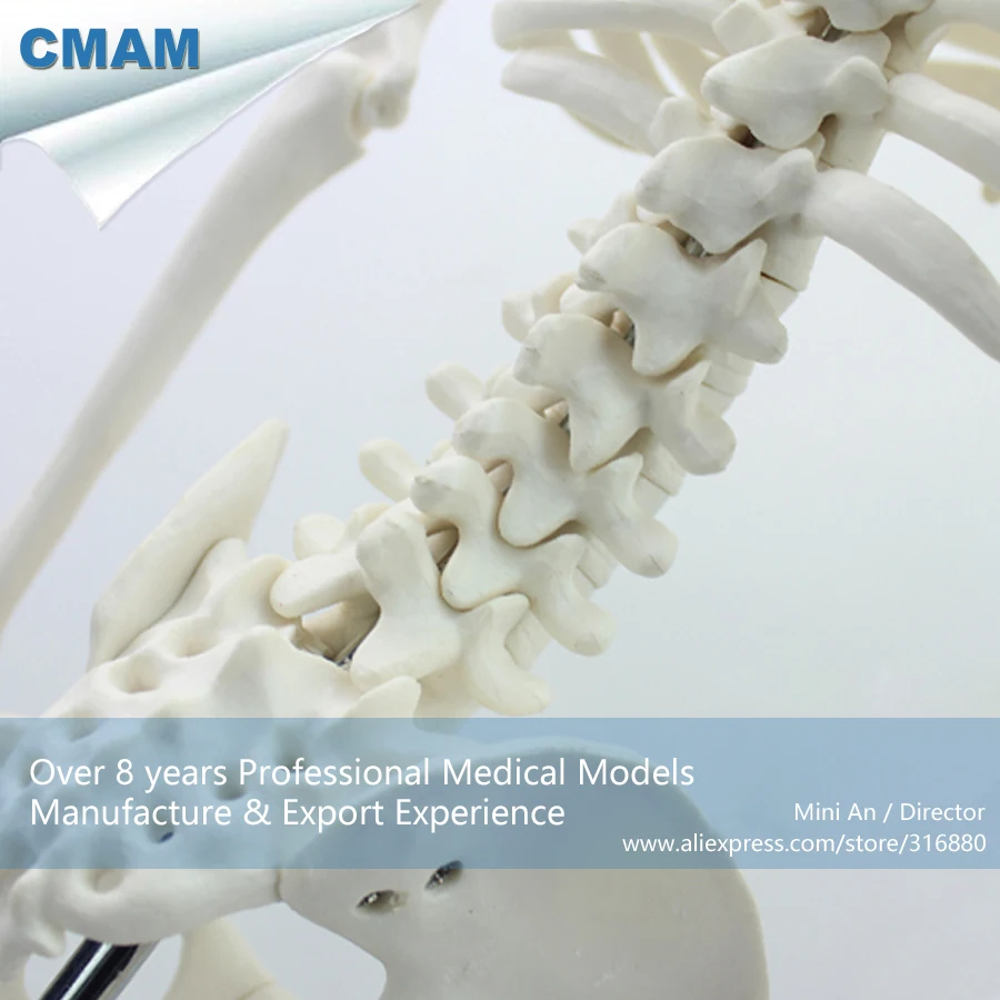  12366 / Medium 85cm Human Skeleton on Stand Medical Science Educational Teaching Anatomical Models - 32804358914