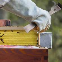 Пчелиный инструмент из нержавеющей стали тип большого пальца пчелиный мед нож пчелиный улей скребок пчеловодства пчелиный скребок режущий нож для меда