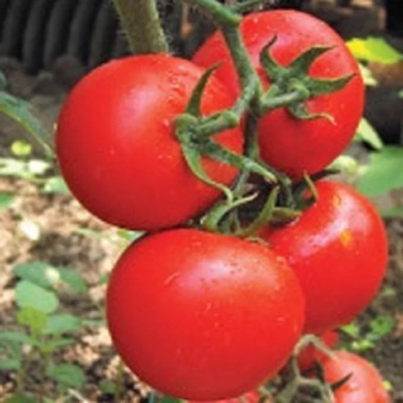 

Liya red tomato red organic vegetable bonsai bonsai 200 Pcs