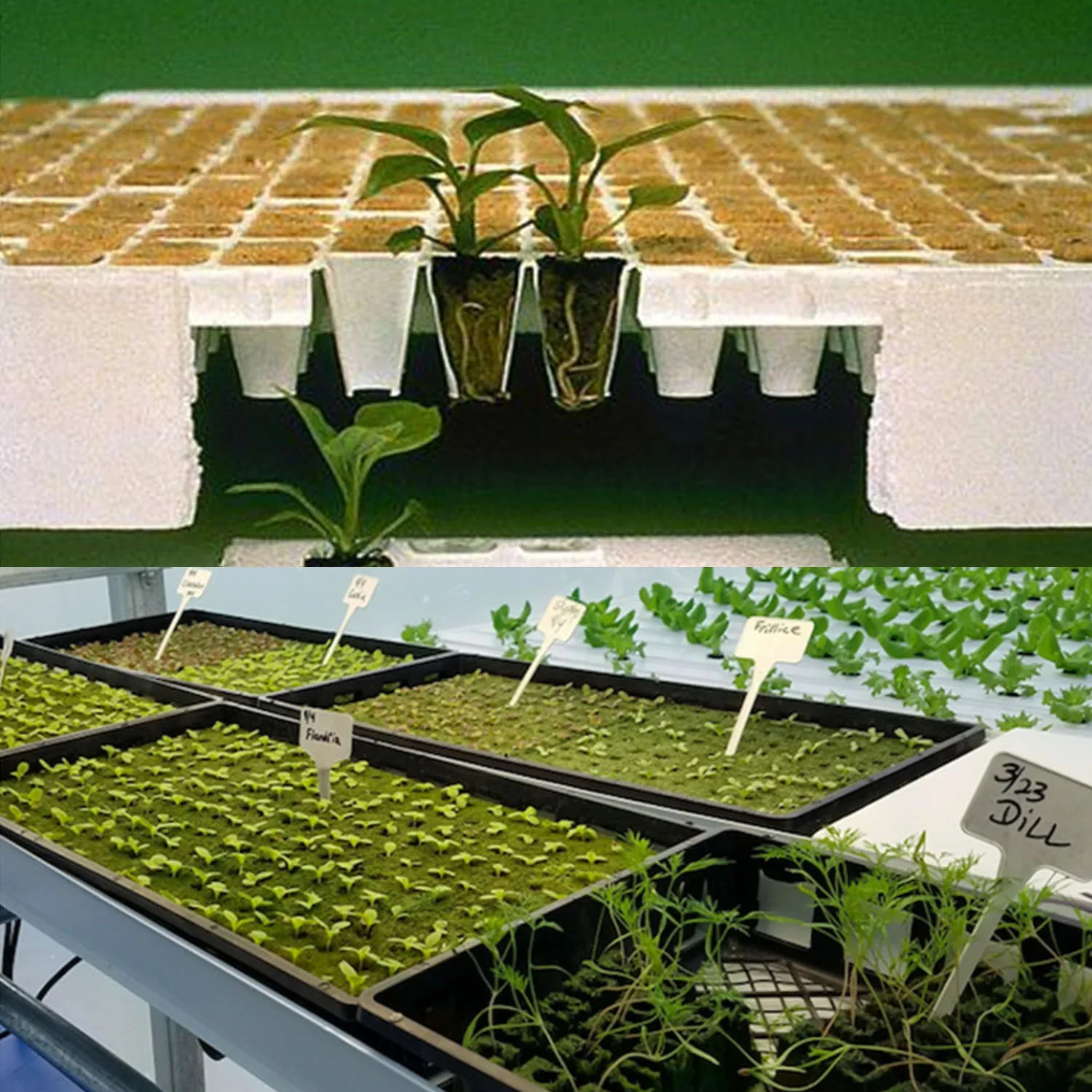 10Pcs  rockwool hydroponics grow starter cubes.