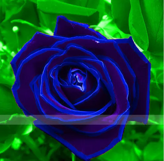 

100 pc Violet Blue Rose ,rare color ,rich aroma, DIY Home Garden Rose Plant crazy promotion-S0099