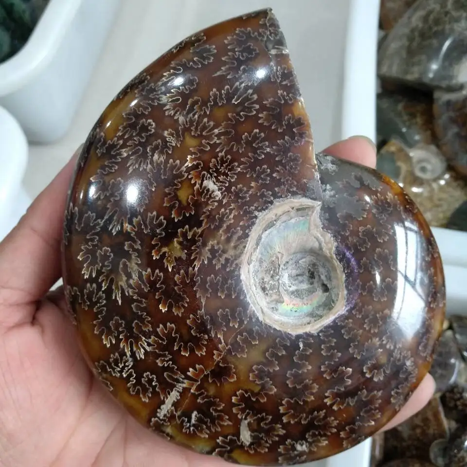600 г весь настоящий аммонит fossil conch crystal с лечебным действием, образцы