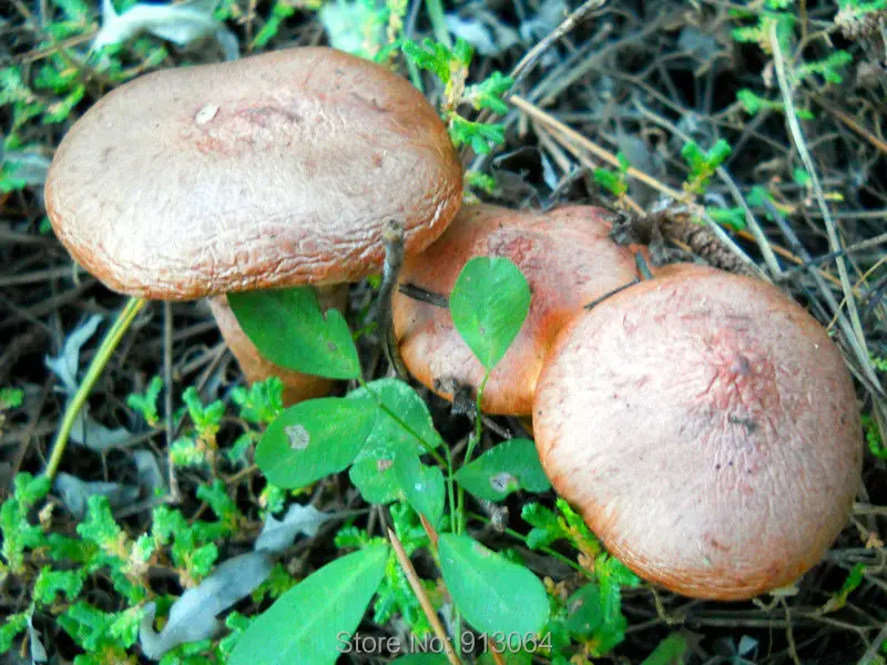 201210178245238