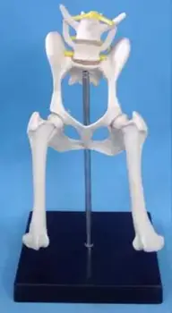 

Dog Hip Joint Model Canine Nerve Model Canine Leg Model Animal Specimen Model Free Shopping