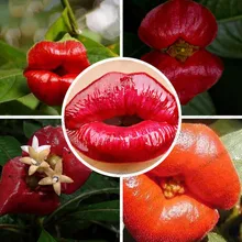100 Pcs/Bag Red Lips Flower bonsai Rare Flower Pots Psychotria Elata Flower garden