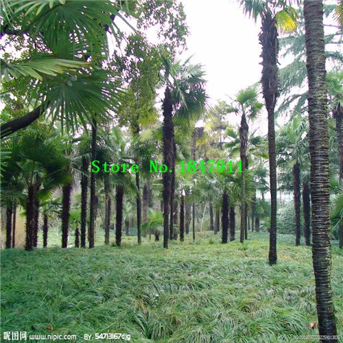 50pcs//pack Lady Palm seeds Tree Seeds Perennial Plants Free Shipping