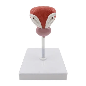 

1:1 Simulation Bladder Urinary System Model Human Anatomy Prostate Human Bladder Anatomical Model Medical Supply Teaching Model