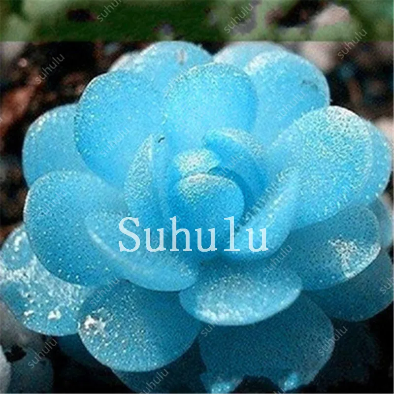 Mix Lithops Bonsai 200 Pcs Living Stones Succulent Cactus Organic Garden Bulk Bonsai Plant For Indoor Succulent 100% Natural