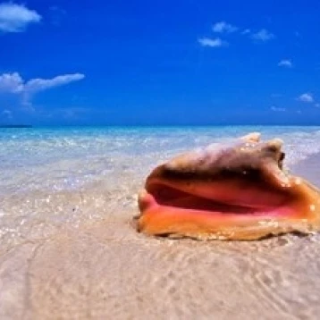Conch at Water's Edge  Pristine Beach on Out Island  Bahamas Poster Print by Greg Johnston (24 x 15)