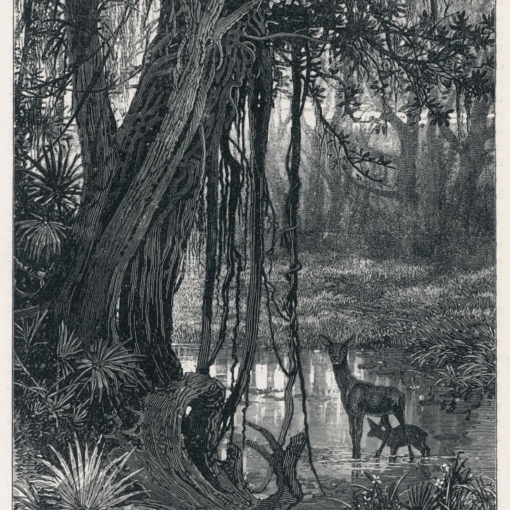 Florida Swamp Poster Print By Mary Evans Picture Library (18 X 24)