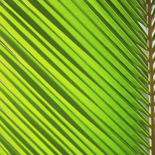 Graphic Detail Of Coconut Palm Leaf. Poster Print (10 x 19)