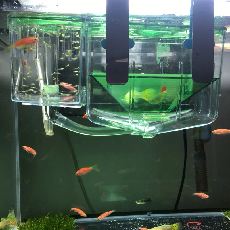 

aquarium fish hatchery automatic circulating hatching box pondoir a circulation automatique can oxygen by air pump