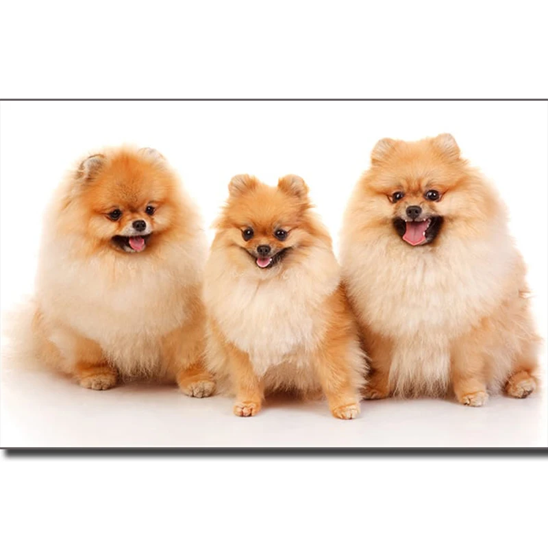 

DIY diamond Embroidery Pomeranian 5D diamond painting of Cross stitch kit for living room Needlework set embroidery with diamond