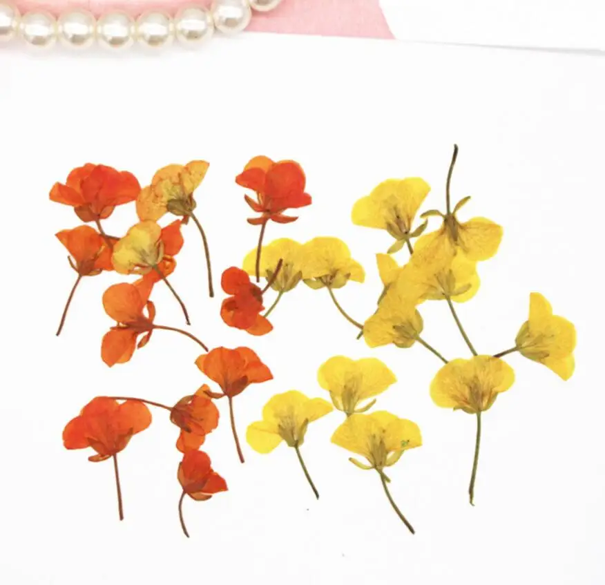 

120pcs Pressed Dried Blassikakapestris Rape Flower Plants Herbarium For Resin Jewelry Making Postcard Frame Phone Case Craft DIY