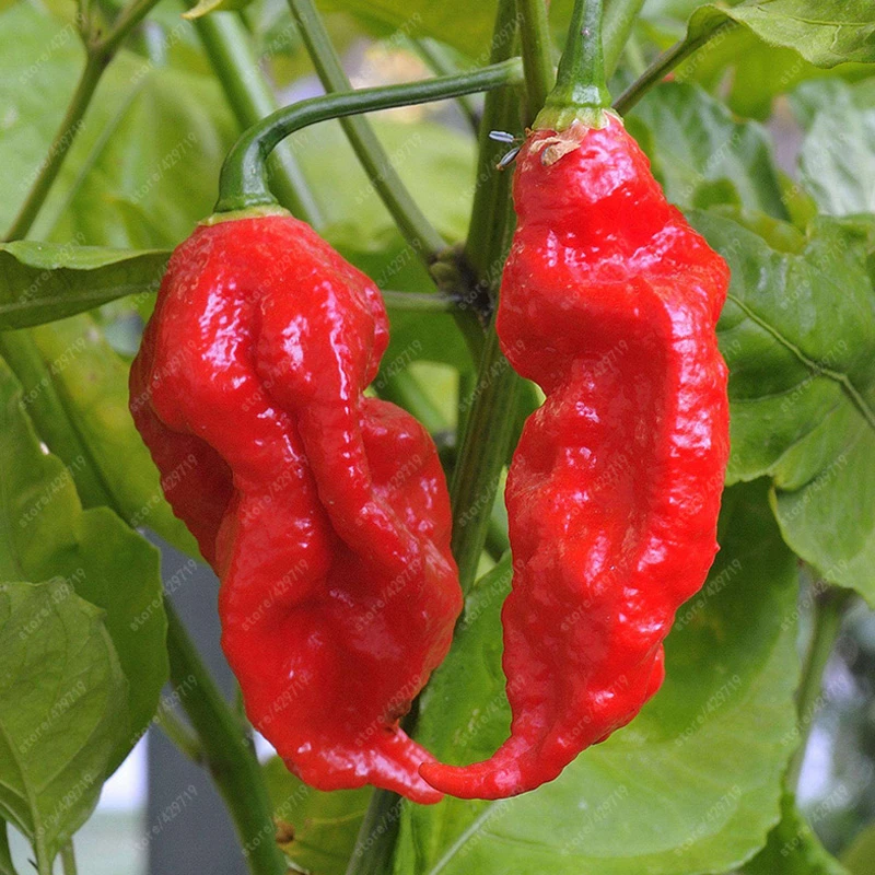Buy 150 Pcs Chili Ghost Pepper Seeds Free Shipping