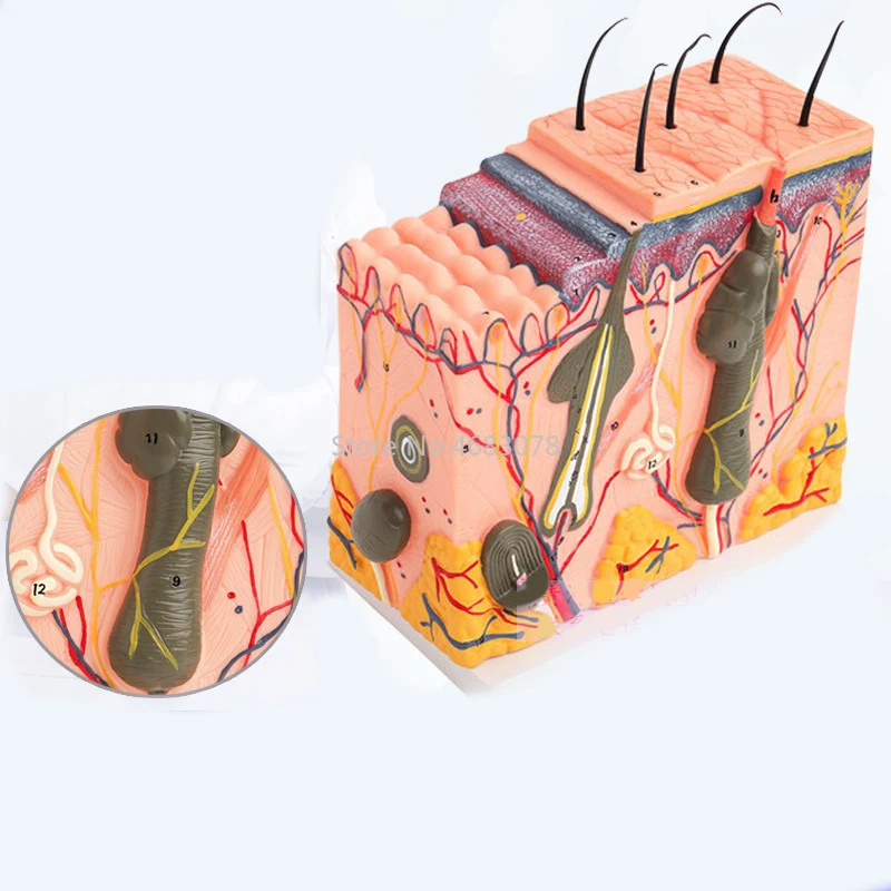 Human Skin and Hair Structure Enlarge Model Skin Layer Structure Model skin structure anatomy cosmetic training medical head model medical lumbar disc model