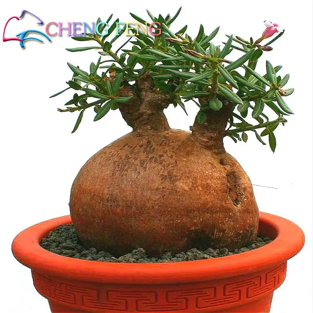 20 Pieces New Baobab Seeds Tree Seed Courtyard Plant Rare Bonsai Garden